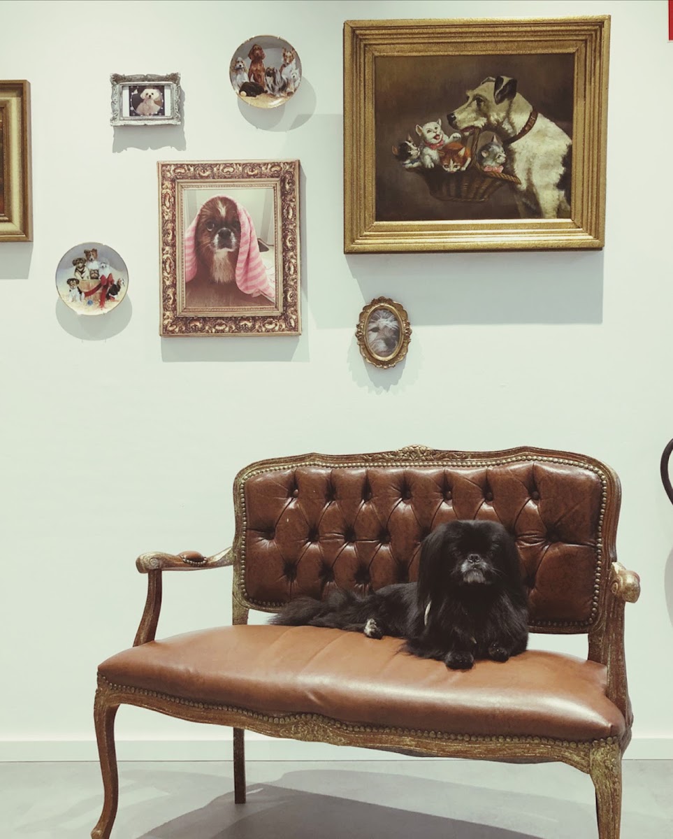 Wartebereich von Mon Fifi Hundesalon mit Galeriewand aus Hundeporträts