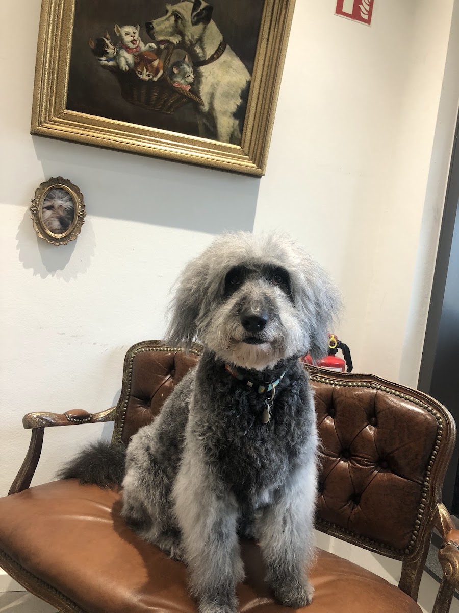 Frisch gepflegter Hund auf dem antiken Ledersessel im Salon