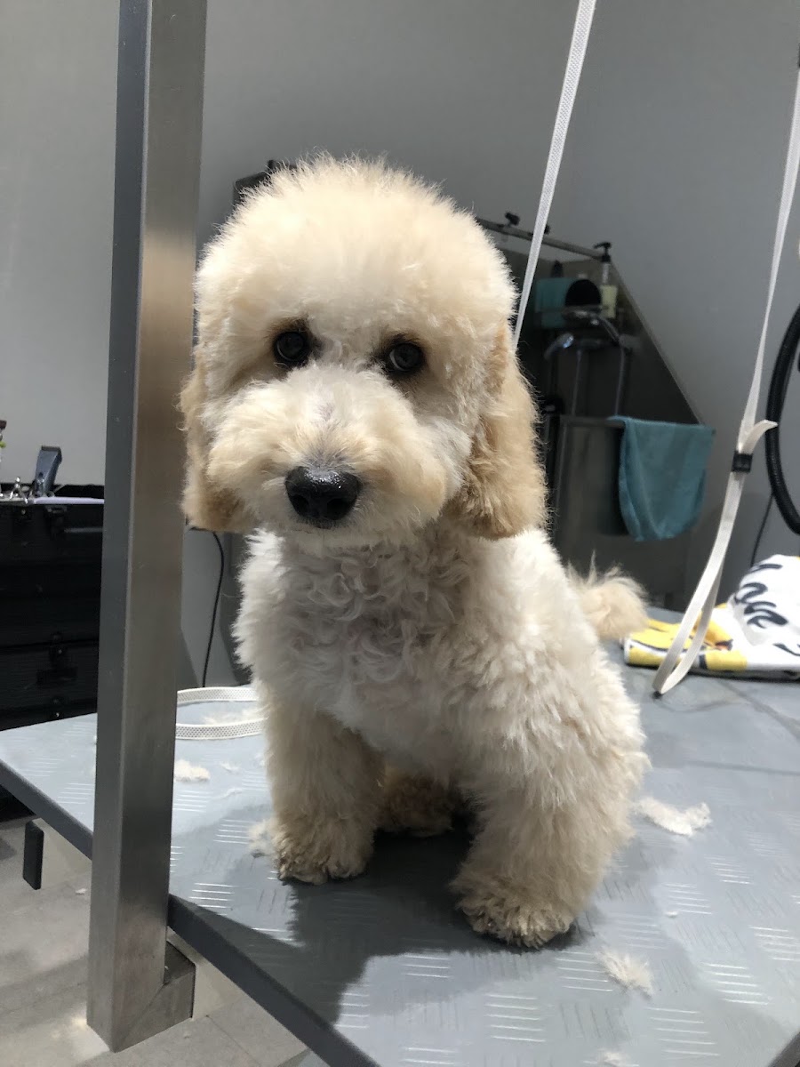 Frisch gepflegter Welpe auf dem Pflegetisch bei Mon Fifi Hundesalon