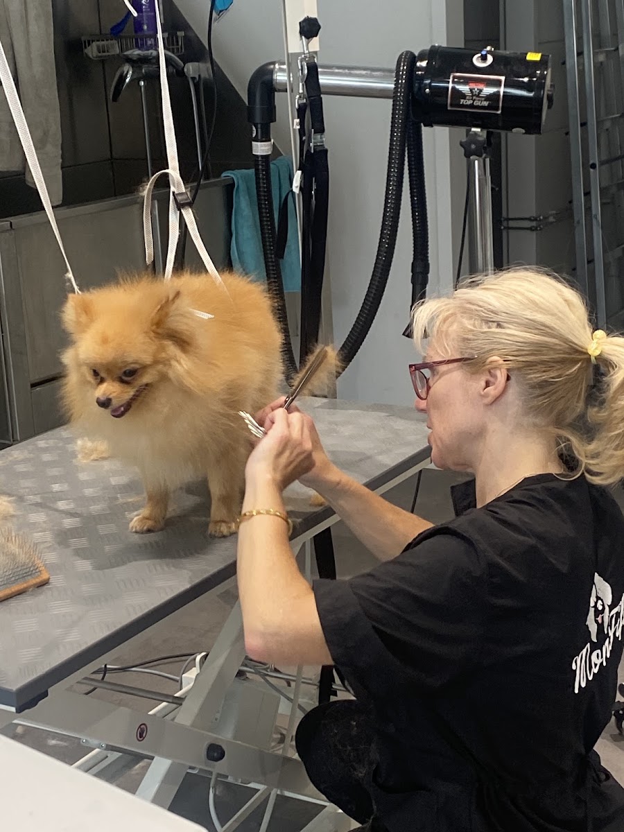 Vera beim Scheren eines Pomeranian im Hundesalon Wiesbaden