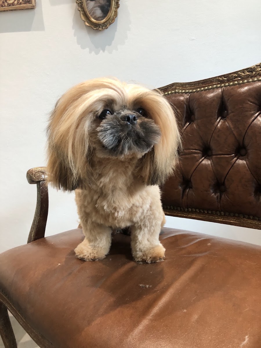 Frisch frisierter Hund auf dem Vintage-Sofa im Salon