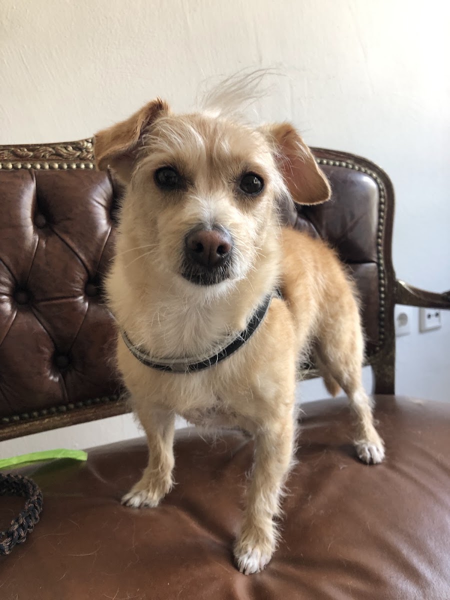 Gepflegter Terrier-Mix nach dem Hundefriseur-Besuch