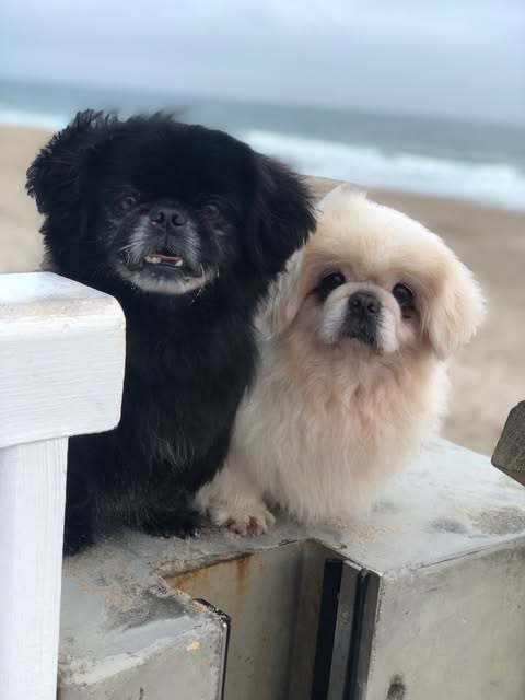 Zwei frisch gepflegte Hunde von Mon Fifi Hundesalon